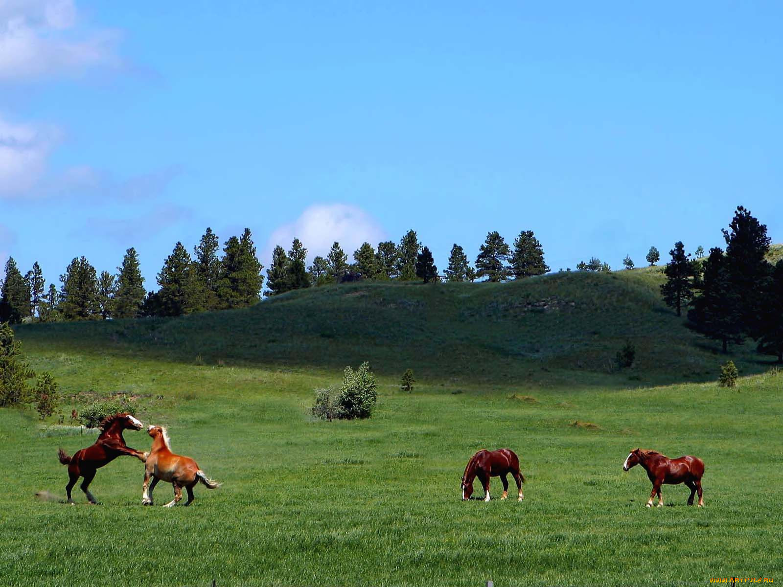 devils, tower, scenery, , 